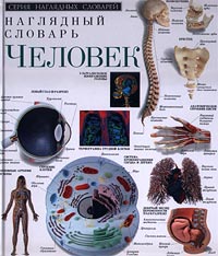 Человек Наглядный словарь Серия: Серия наглядных словарей инфо 4180m.